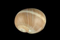 藏品(腰帶玉螺)的圖片